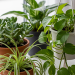 Low-Maintenance Houseplants