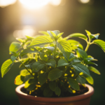 Perfect Plants